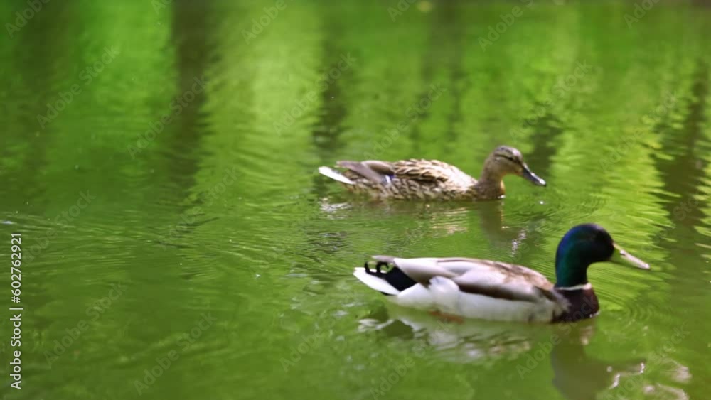 Mallard male and female ducks swimming in the lake. Mallard male and female ducks swimming in the lake.