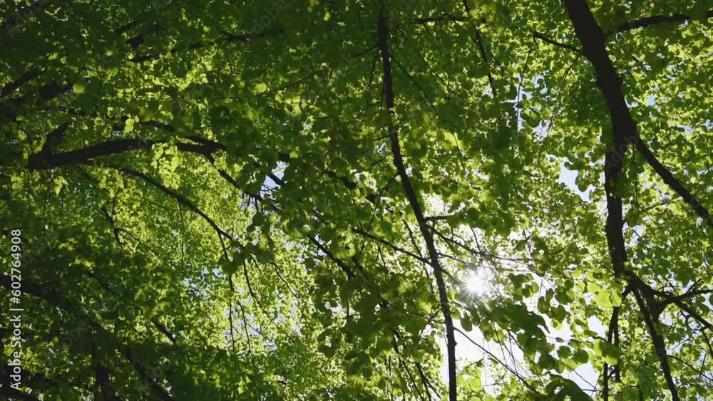 Beautiful spring sunlight beaming through branches and green lush foliage treetop leaves of a deciduous tree in park