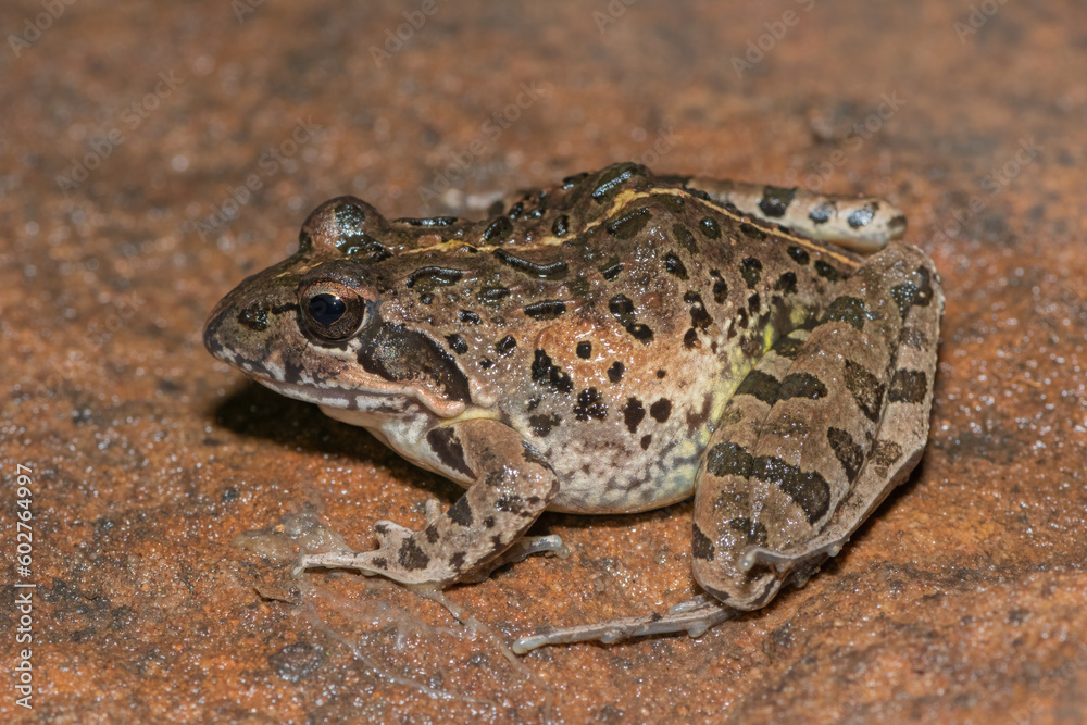Clicking Stream Frog, Gray’s Stream Frog, Spotted Stream Frog (Strongylopus grayii) Clicking Stream Frog, Gray’s Stream Frog, Spotted Stream Frog (Strongylopus grayii)