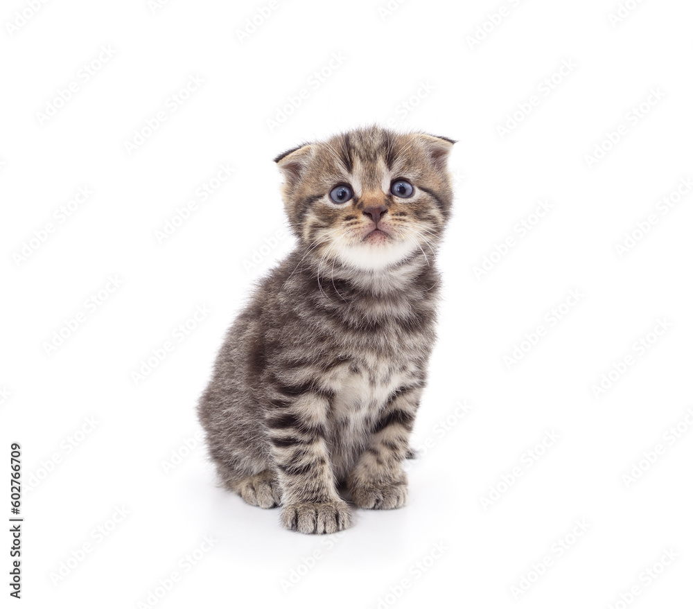 Obraz premium Little gray kitten .