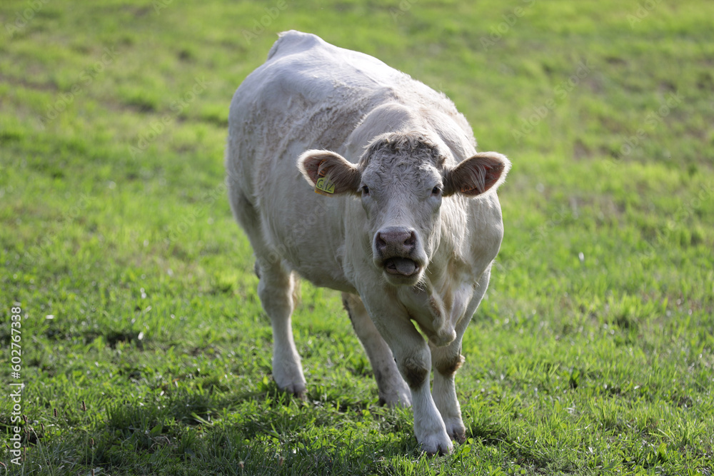 Funny white cow in the pasture on a sunny summer day. Funny white cow in the pasture on a sunny summer day.