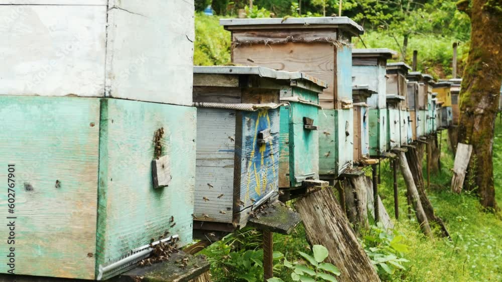 Hive for bees in the forest. Many beehives with bees in the wild forest. Hive for bees in the forest. Many beehives with bees in the wild forest.