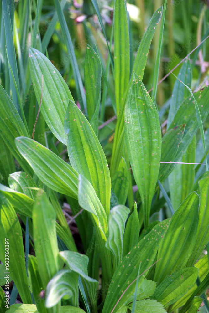 Obraz premium Lanceolate plantain, plantago lanceolata grows in nature