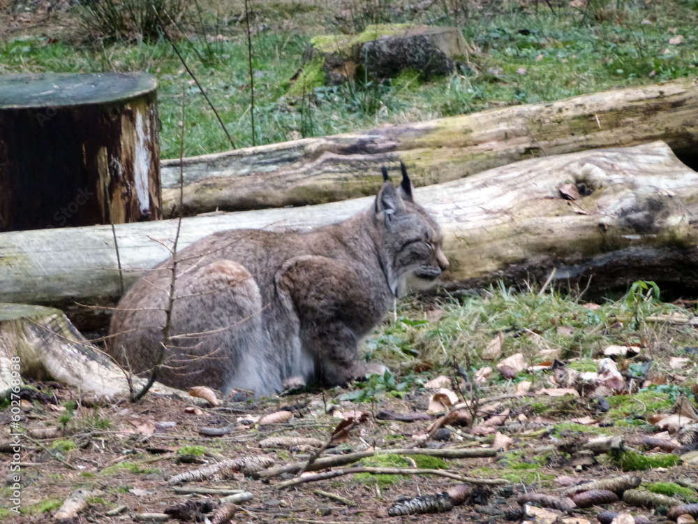 A large animal, a lynx, sits in the forest, clinging to the ground near a tree A large animal, a lynx, sits in the forest, clinging to the ground near a tree