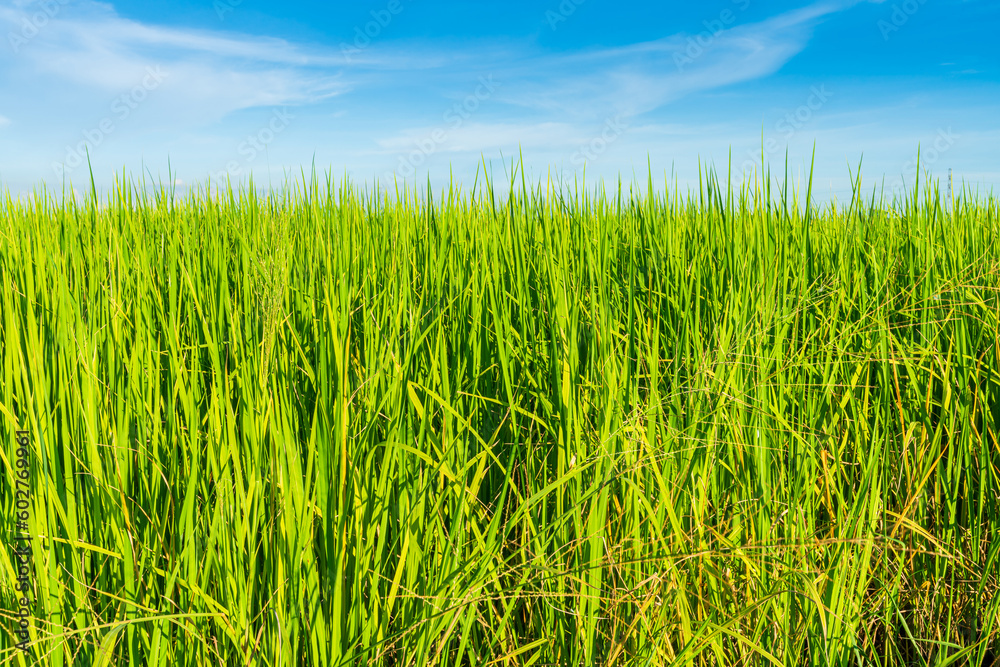 Scenic view landscape of Rice field green grass with field cornfield or in Asia country agriculture harvest with fluffy clouds blue sky daylight background. Scenic view landscape of Rice field green grass with field cornfield or in Asia country agriculture harvest with fluffy clouds blue sky daylight background.