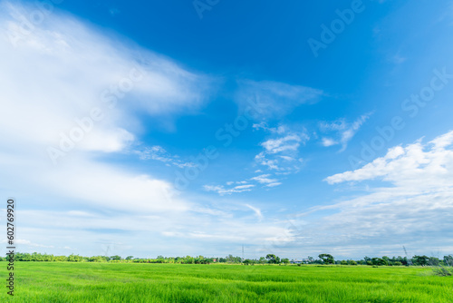 beautiful Rice field green grass with field cornfield with air atmosphere bright blue sky background abstract clear texture with white clouds.