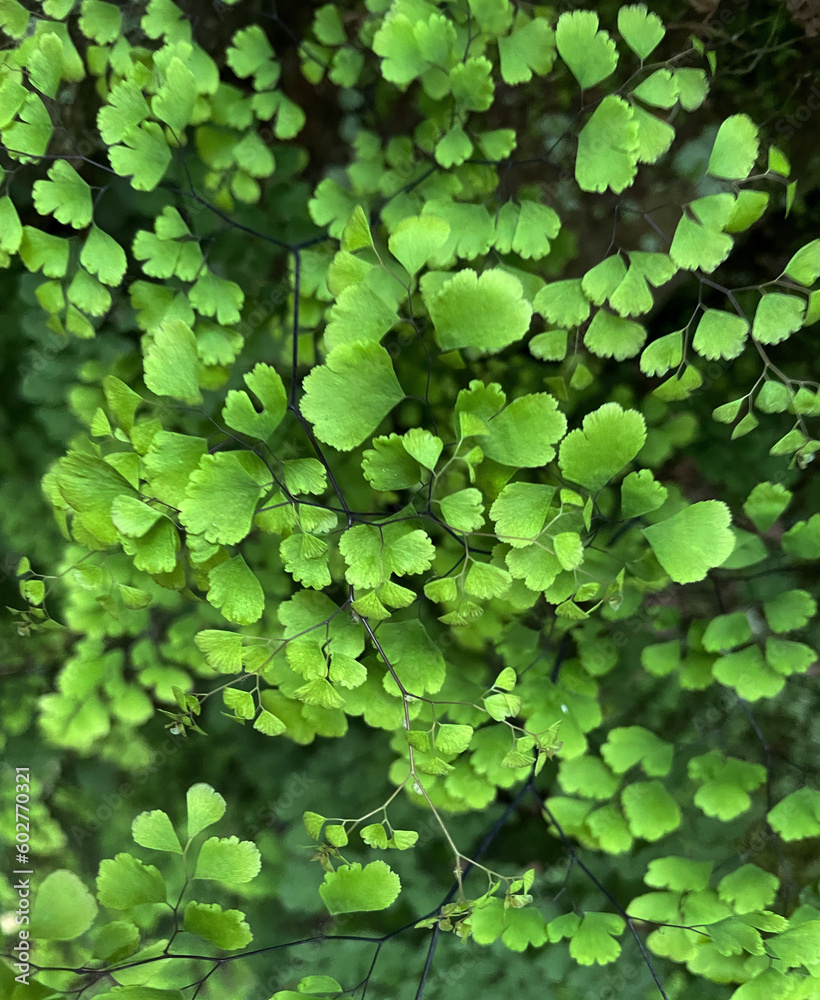 Radde-Frauenhaarfarn (Adiantum) an der Levada Do Rei auf Madeira, Portugal