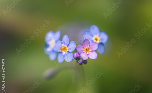 little blue forget me not flowers with rain drop