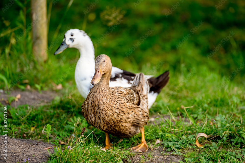duck on a field of grass, organic poultry farm, duck on a farm duck on a field of grass, organic poultry farm, duck on a farm