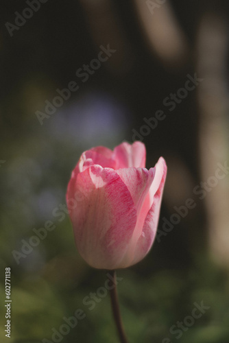 pink tulip in the garden