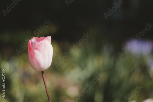 tulip in the garden