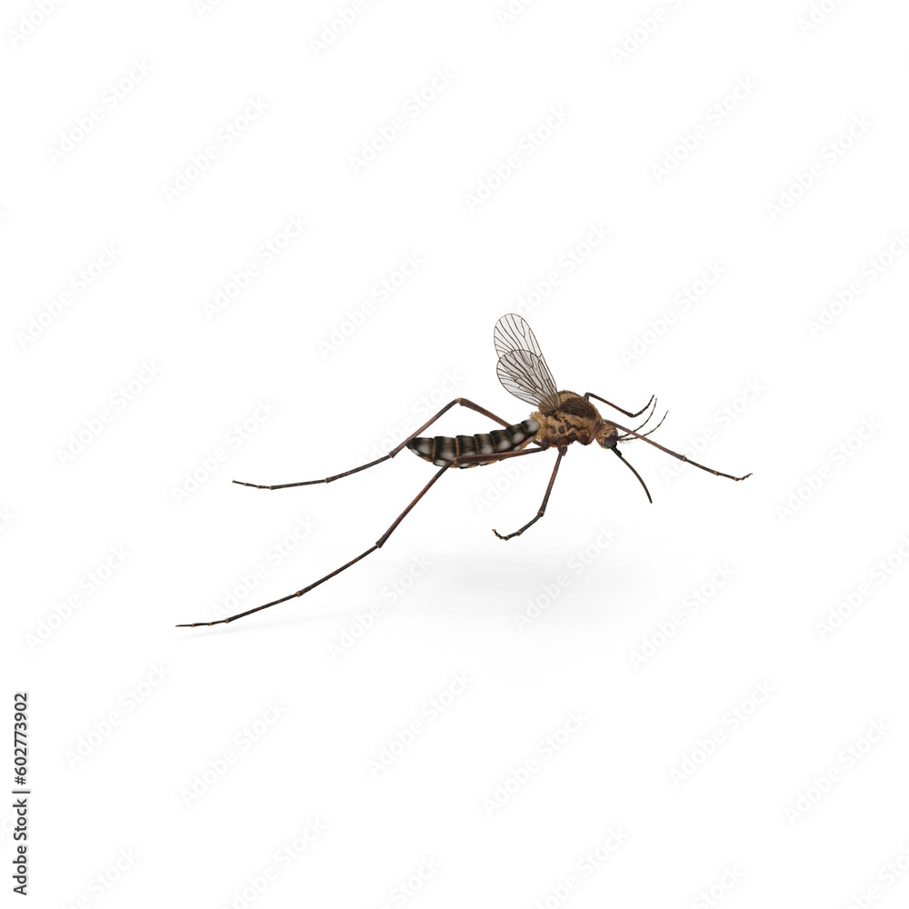 Aedes aegypti Mosquito. Close up a Mosquito fly and sucking human blood Aedes aegypti Mosquito. Close up a Mosquito fly and sucking human blood
