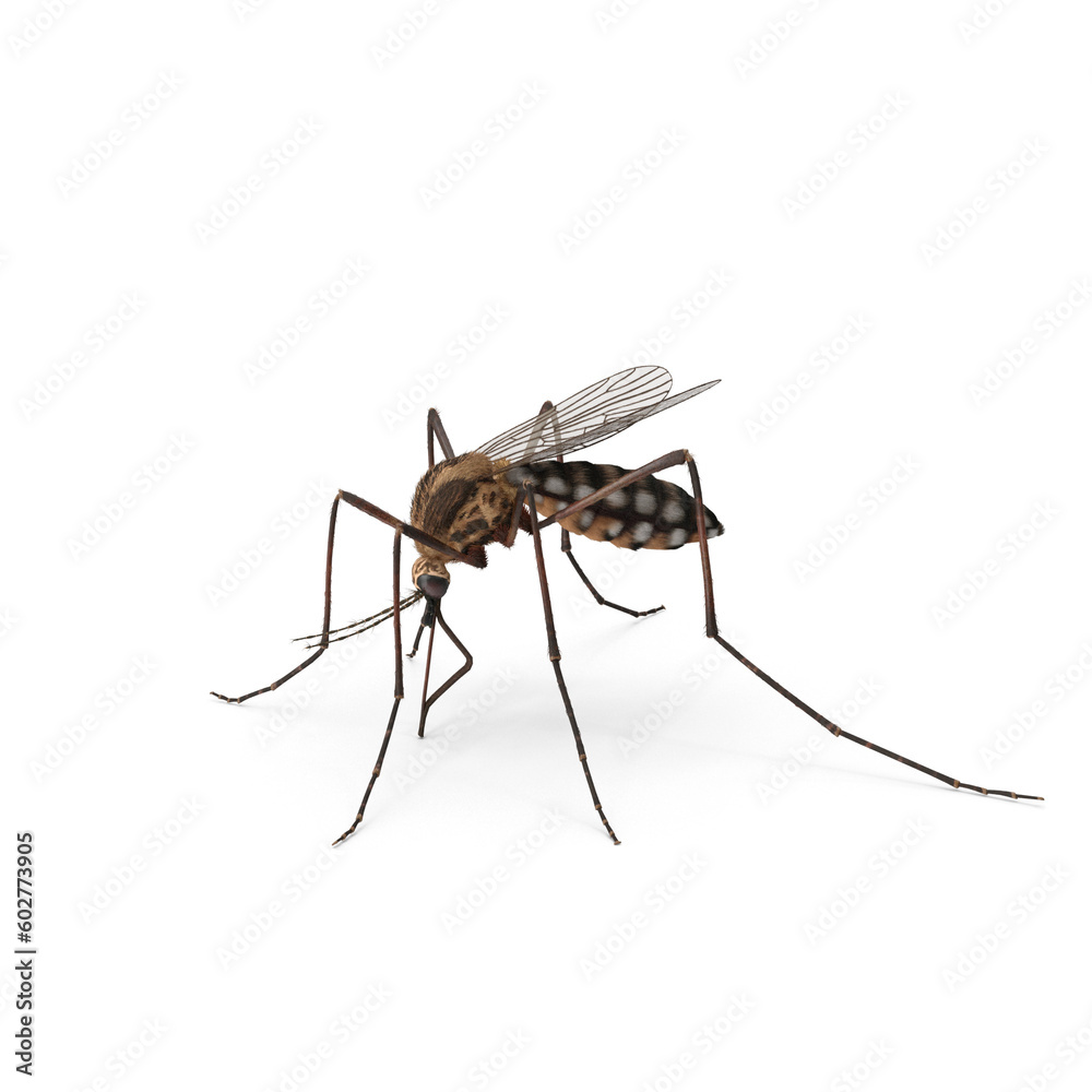 Aedes aegypti Mosquito. Close up a Mosquito fly and sucking human blood Aedes aegypti Mosquito. Close up a Mosquito fly and sucking human blood