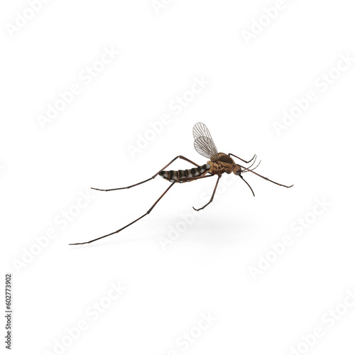 Aedes aegypti Mosquito. Close up a Mosquito fly and sucking human blood