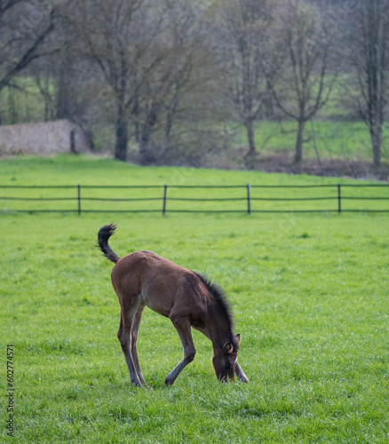 The foal on green pasture