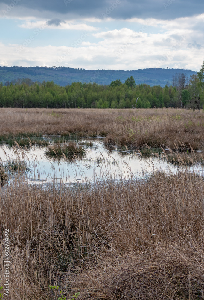 Bog  Grosses Torfmoor in Germany.