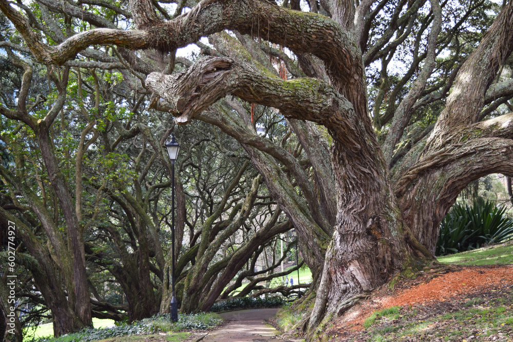 Path through ombu trees in Auckland, New Zealand