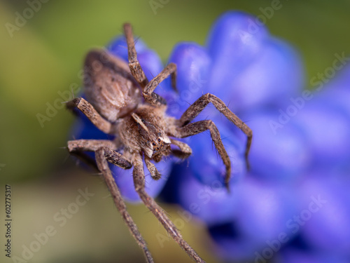 A close up of the spider
