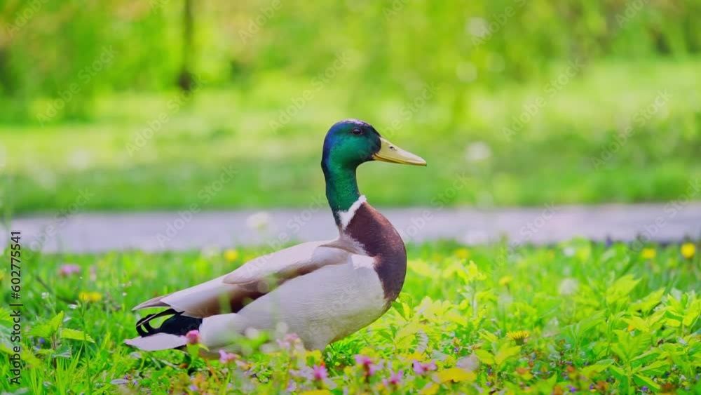 Mallard male duck standing on grass in the public park Mallard male duck standing on grass in the public park