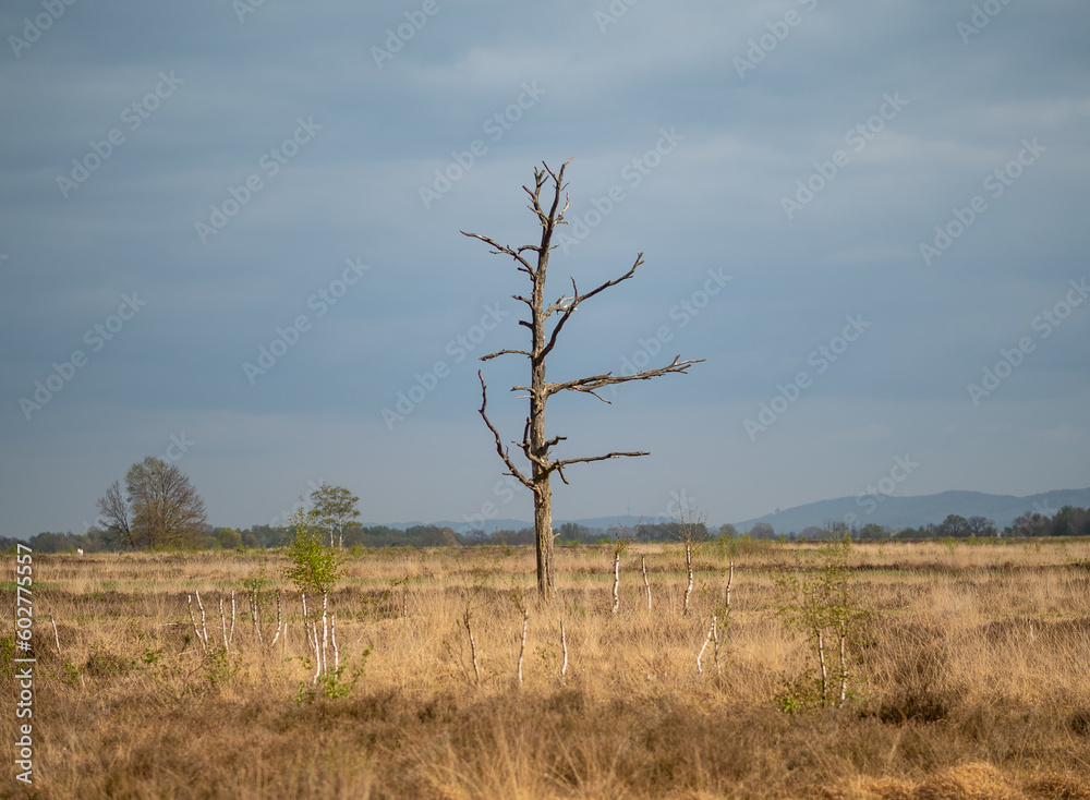 Bog Grosses Torfmoor in Germany. Bog Grosses Torfmoor in Germany.