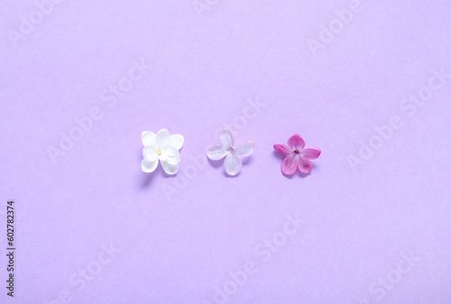 Beautiful blossoming lilac flowers on purple background