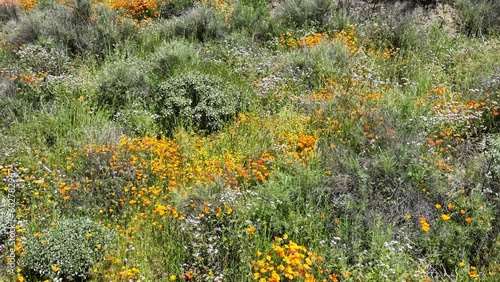 Diamond Valley Lake California Poppy Super Bloom Dolly L in California USA photo