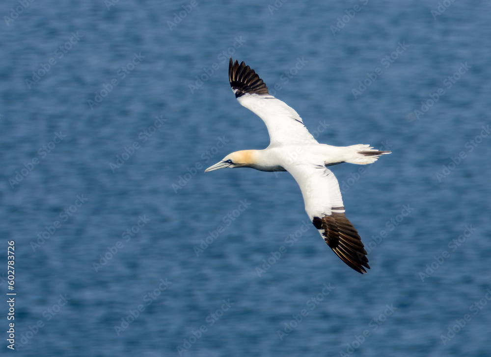 Great northern gannet beautiful sea birds in flight with bright blue sunshine and blue skies and blue ocean with wings spread soaring high in the sky above the water Great northern gannet beautiful sea birds in flight with bright blue sunshine and blue skies and blue ocean with wings spread soaring high in the sky above the water