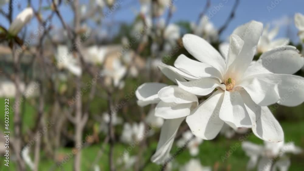 Blooming magnolia tree with large white flowers. For video presentation, advertising. Blooming magnolia tree with large white flowers. For video presentation, advertising.