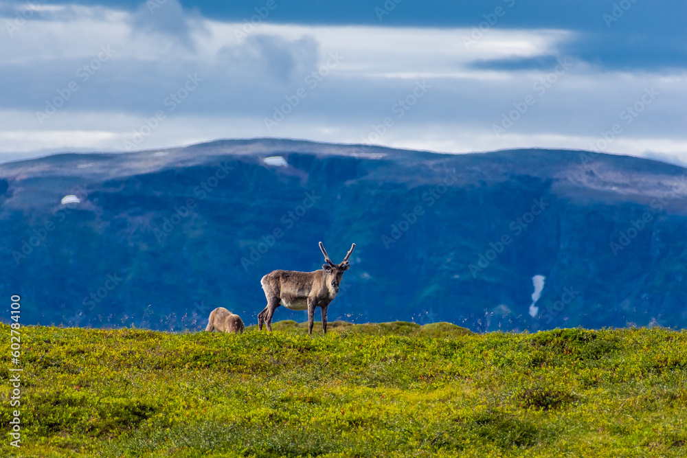 Naklejka premium Wild reindeer in the tundra of Norway with mountains on the background