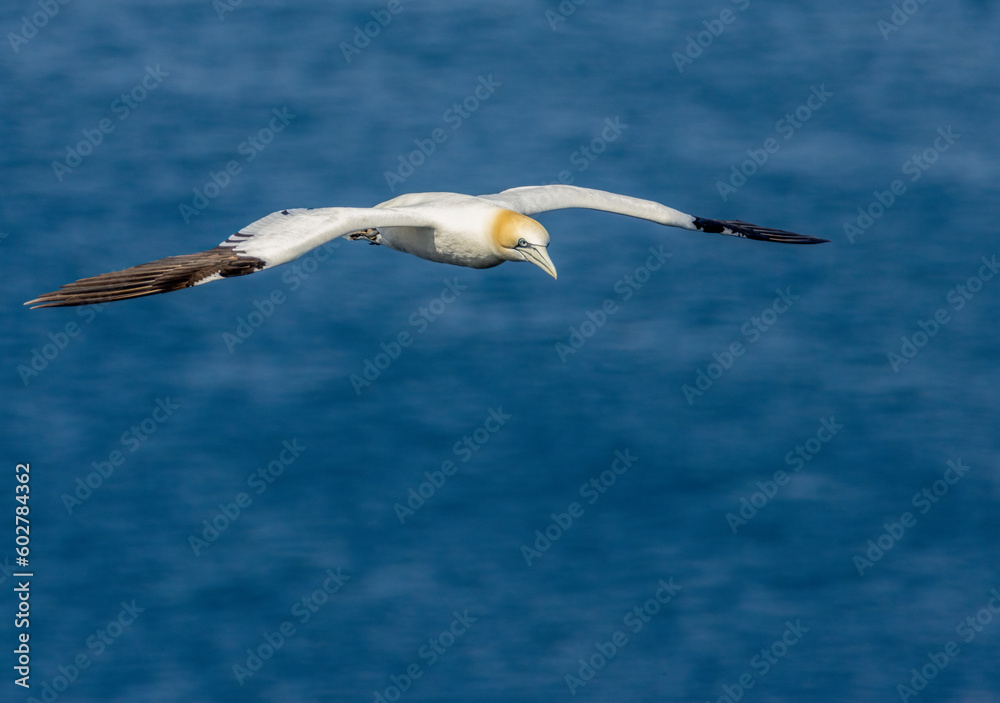 Fototapeta premium Great northern gannet beautiful sea birds in flight with bright blue sunshine and blue skies and blue ocean with wings spread soaring high in the sky above the water