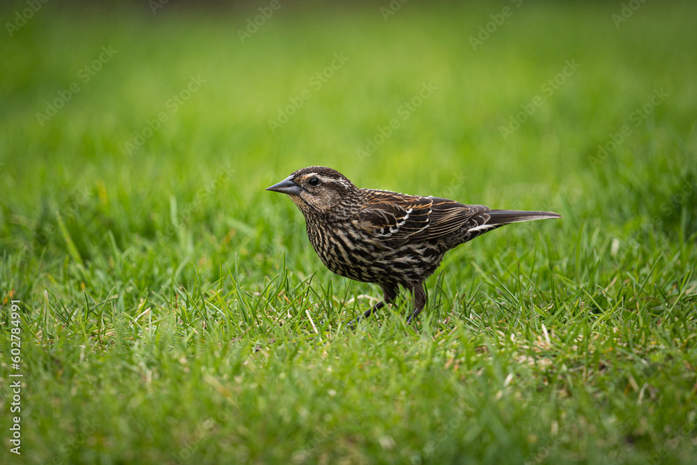 bird on the grass bird on the grass