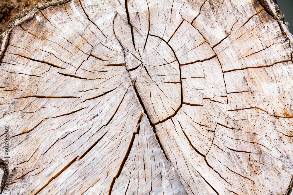 Saw cut wood texture with cracks. Wood background.