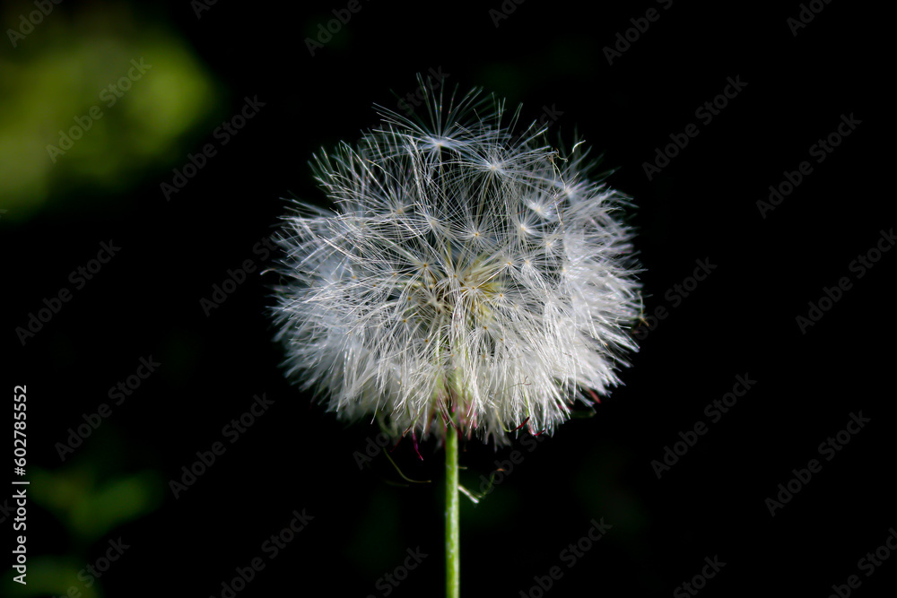 dandelion head, 