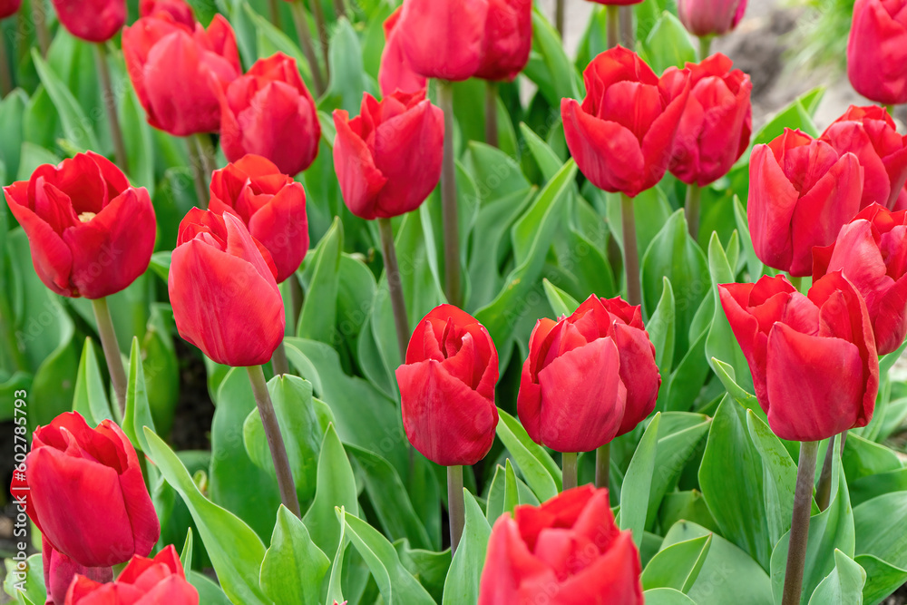 Red tulips flowers with green leaves blooming in a meadow, park, outdoor. World Tulip Day. Tulips field, nature, spring, floral background. Red tulips flowers with green leaves blooming in a meadow, park, outdoor. World Tulip Day. Tulips field, nature, spring, floral background.