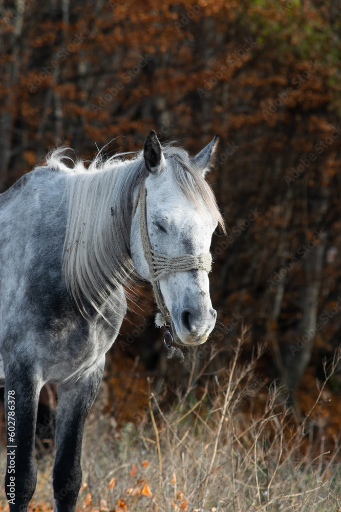 Obraz premium Sleeping Beauty