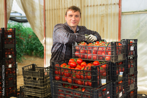 Smiling gardener working in greenhouse, stacking plastic boxes with freshly gathered red tomatoes photo