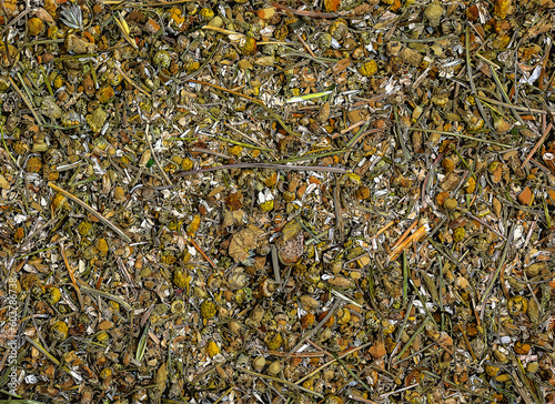 Vector illustration background of dried chamomile flowers. The Latin name is Matricaria Chamomilla. Medicinal herb.
