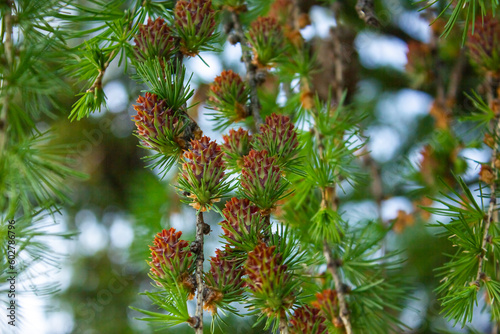 Larch tree fresh cones on nature background. Branches with young needles European larch Larix decidua. Bright green fluffy branches with cones of larch tree Larix decidua Pendula in summer day.