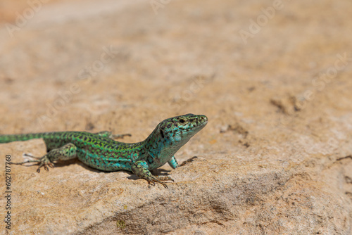 "Sargantana" (Podarcis pityusensis), a lizard native to the islands of Ibiza and Formentera, characterised by its intense turquoise green colour. Balearic Islands, Spain.