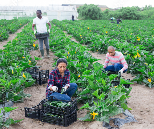 Hired workers harvest zucchini on farm plantation