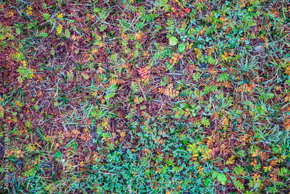 Autumn vegetation - grass