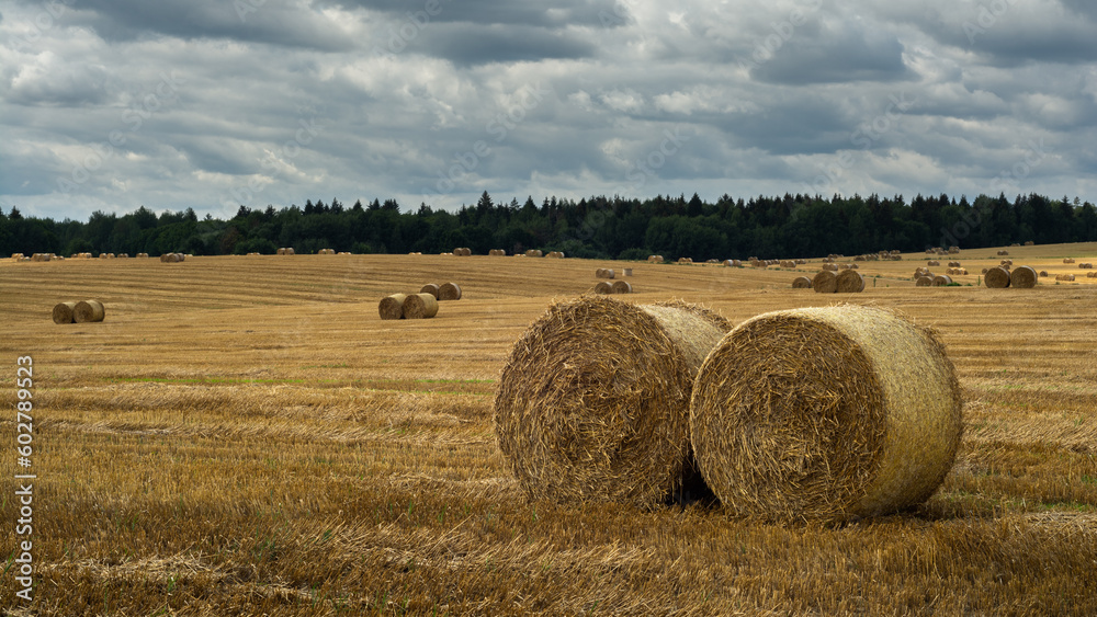 round bales of dry golden straw lie in a wide field after harvest under a cloudy sky. summer agricultural landscape round bales of dry golden straw lie in a wide field after harvest under a cloudy sky. summer agricultural landscape