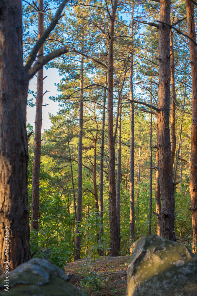 Summer Serenity: A Golden Hour View of a Pine Forest near Csobánc Mountain