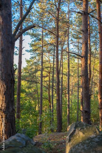 Summer Serenity: A Golden Hour View of a Pine Forest near Csobánc Mountain © Lea Digszammal