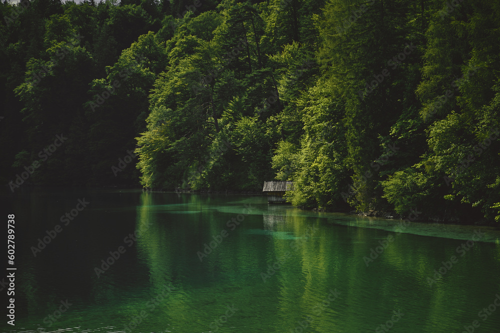 Obraz premium lake in the forest