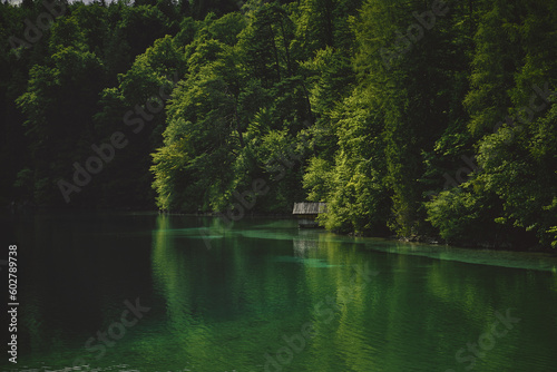 lake in the forest