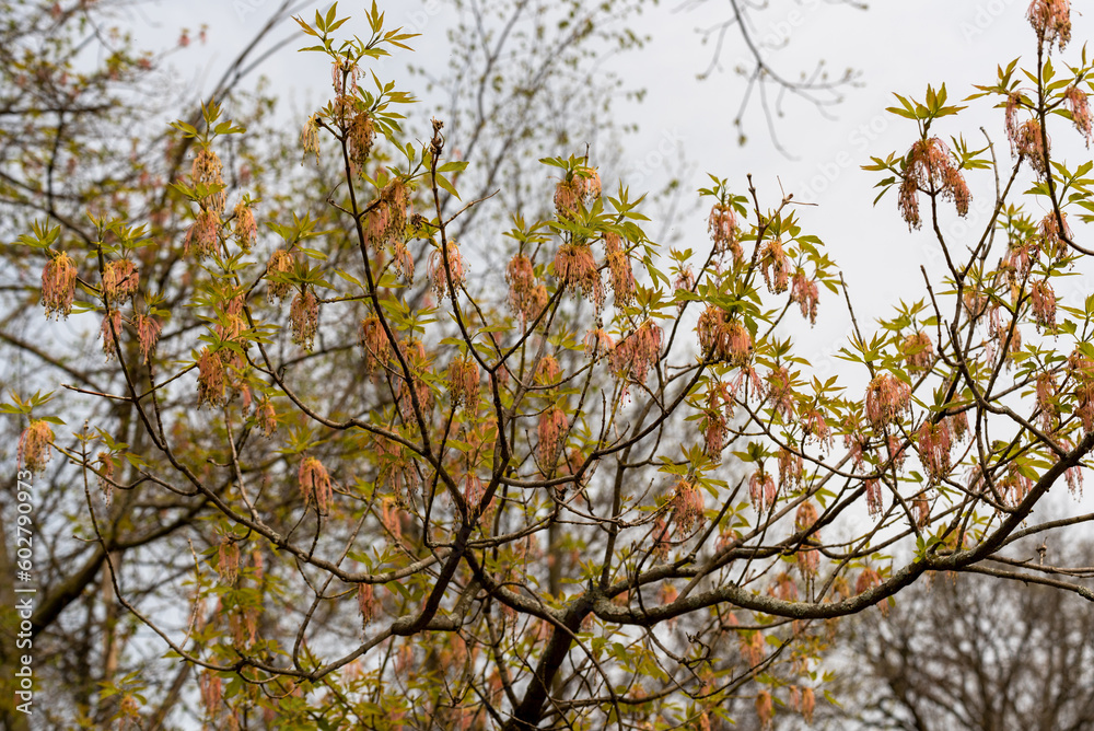 Fototapeta premium Box Elder Maple Catkins On The Tree In Spring