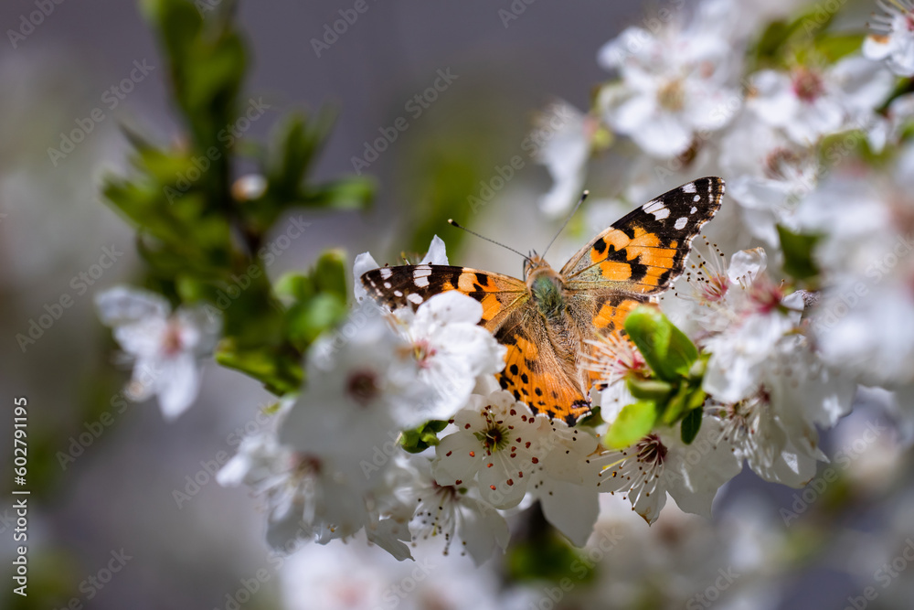 Butterfly in tree flowers in spring Butterfly in tree flowers in spring