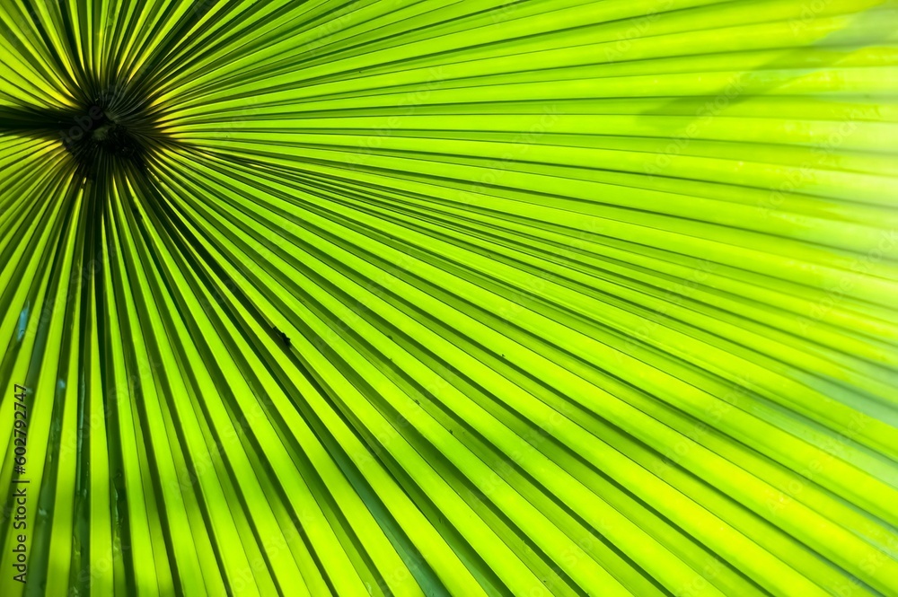 ruffled fan palm leaf closeup Licuala grandis ruffled fan palm leaf closeup Licuala grandis