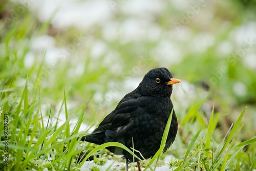 black bird looks for food on the snow covered ground